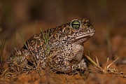 Kreuzkröte, Bufo calamita