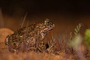 Kreuzkröte, Bufo calamita