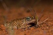 Kreuzkröte, Bufo calamita