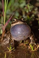 Kreuzkröte, Bufo calamita