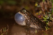 Kreuzkröte, Bufo calamita