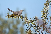 Kuckuck, Cuculus canorus