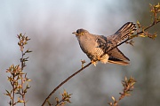 Kuckuck, Cuculus canorus