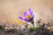 Küchenschelle, Pulsatilla vulgaris