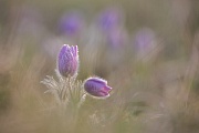 Küchenschelle, Pulsatilla vulgaris