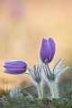 Küchenschelle, Pulsatilla vulgaris