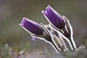 Küchenschelle, Pulsatilla vulgaris