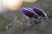 Küchenschelle, Pulsatilla vulgaris