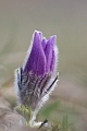 Küchenschelle, Pulsatilla vulgaris