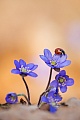 Leberblümchen, Hepatica nobilis