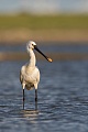 Löffler, Platalea leucorodia