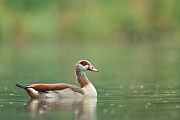 Nilgans,  Alopochen aegyptiacus