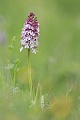 Purpur-Knabenkraut, Orchis purpurea