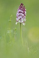 Purpur-Knabenkraut, Orchis purpurea