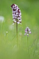 Purpur-Knabenkraut, Orchis purpurea