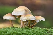 Rauchblättriger Schwefelkopf , Hypholoma capnoides