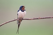 Rauchschwalbe, Hirundo rustica