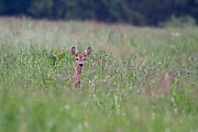 Rehwild, Capreolus capreolus