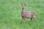 Rehwild, Capreolus capreolus