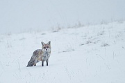 Rotfuchs, Vulpes vulpes