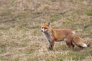 Rotfuchs, Vulpes vulpes