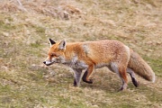 Rotfuchs, Vulpes vulpes