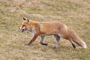 Rotfuchs, Vulpes vulpes