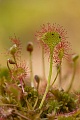 Rundblättriger Sonnentau, Drosera rotundifolia