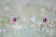 Schachblume, Fritillaria meleagris