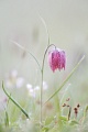 Schachblume, Fritillaria meleagris