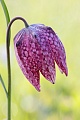 Schachblume, Fritillaria meleagris