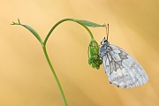 Schachbrettfalter, Melanargia galathea