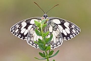 Schachbrettfalter, Melanargia galathea