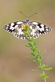 Schachbrettfalter, Melanargia galathea