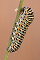 Schwalbenschwanz, Papilio machaon