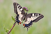 Schwalbenschwanz, Papilio machaon