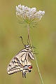 Schwalbenschwanz, Papilio machaon