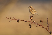 Schwarzkehlchen, Saxicola rubicola