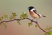 Schwarzkehlchen, Saxicola rubicola