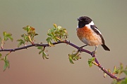 Schwarzkehlchen, Saxicola rubicola