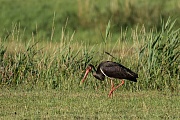 Schwarzstorch, Ciconia nigra