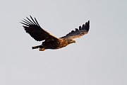 Seeadler, Haliaeetus albicilla