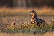 Seeadler, Haliaeetus albicilla