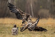 Seeadler, Haliaeetus albicilla