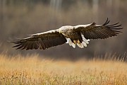 Seeadler, Haliaeetus albicilla