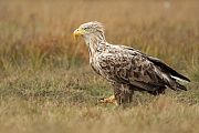 Seeadler, Haliaeetus albicilla