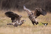 Seeadler, Haliaeetus albicilla