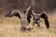 Seeadler, Haliaeetus albicilla