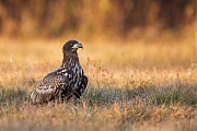 Seeadler, Haliaeetus albicilla