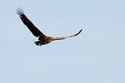 Seeadler, Haliaeetus albicilla